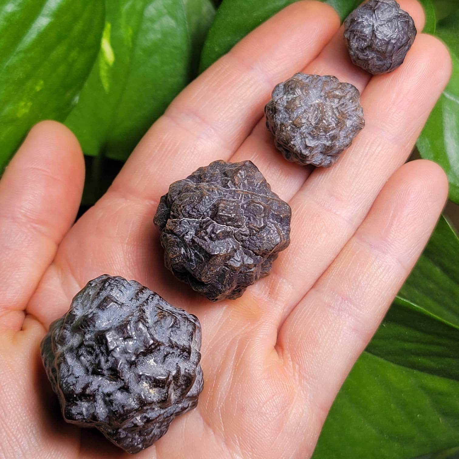 Egyptian Hematite Pseudomorph From Egypt: Authentic Pseudomorph Specimens - Marcasite Goethite Nodules Egyptian Hematite Pseudomorph From Egypt: Authentic Pseudomorph Specimens - Marcasite Goethite Nodules