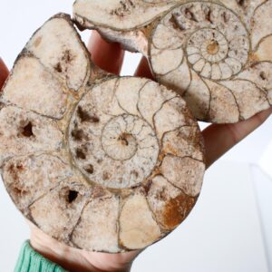 Large Ammonite Sliced Pair - Fossil Specimen With Hematite