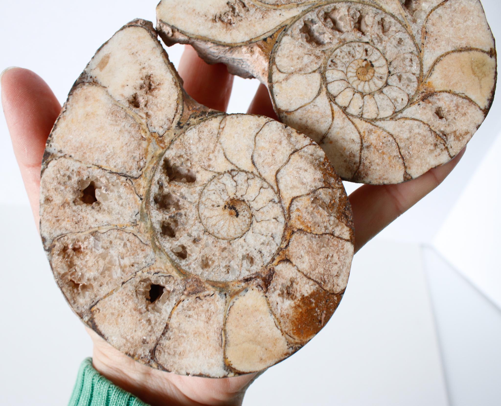 Large Ammonite Sliced Pair - Fossil Specimen With Hematite