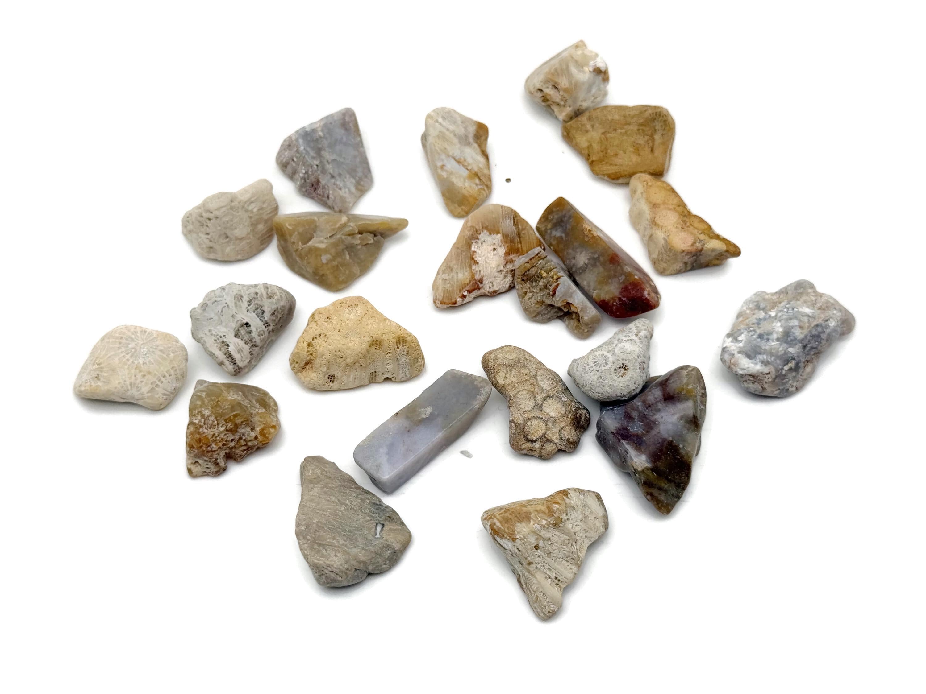 Indonesian Coral Jade Stone – Fossil Coral Stone – Loose Stone – Natural Coral Healing Crystal – Wealth Stone – Fo1042
