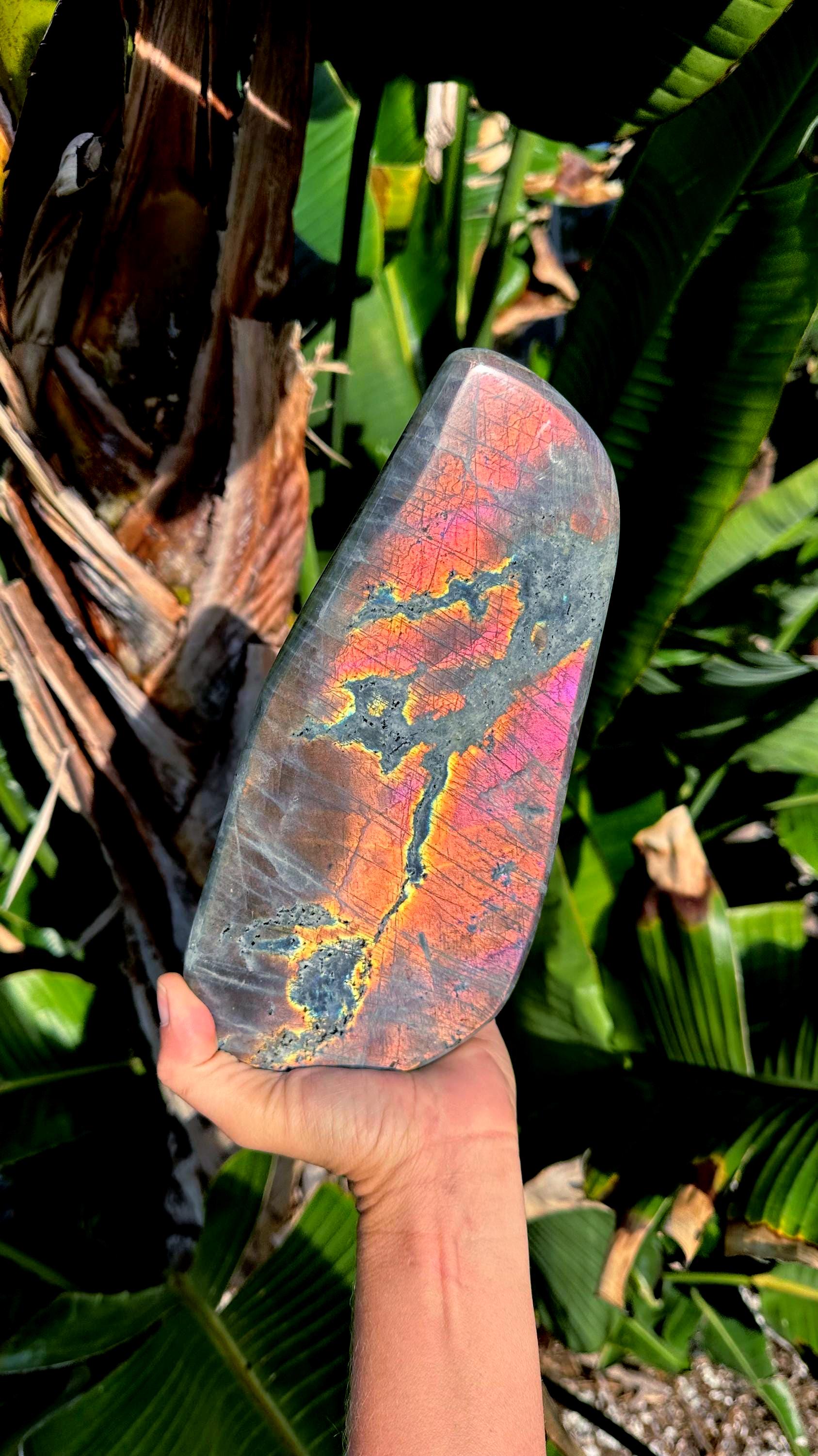 Flash Labradorite Free Form: Gold & Pink Healing Stone (6lb 13oz, 9.25" Tall)
