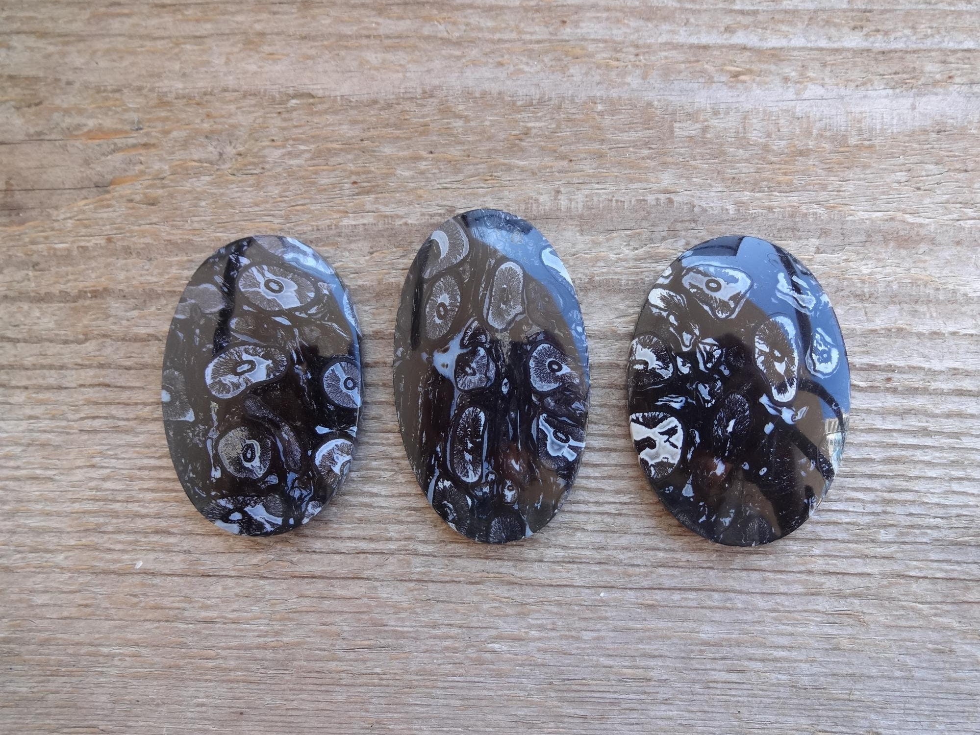 Black Fossilized Palm Root Oval Cabochon, Pendant Size Petrified Wood Gemstone Cabochon
