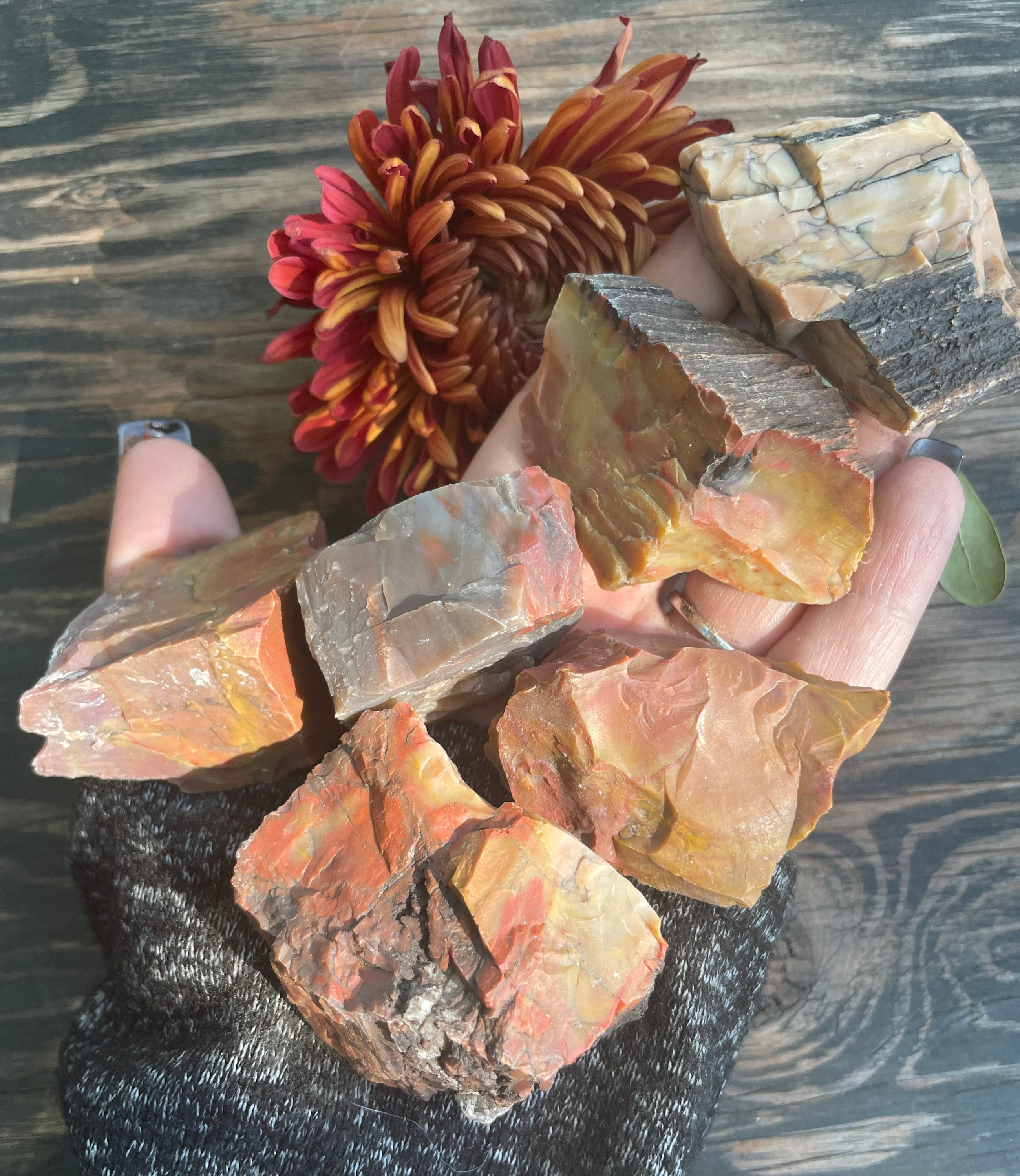 Petrified Wood, Petrified Wood Rough, Qty. 1 Chunk