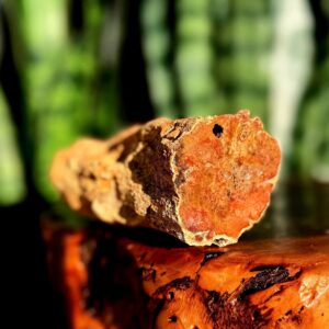 Petrified Wood Specimen - for Grounding & Balancing Energy - Root Chakra Stone Petrified Wood Specimen - for Grounding & Balancing Energy - Root Chakra Stone