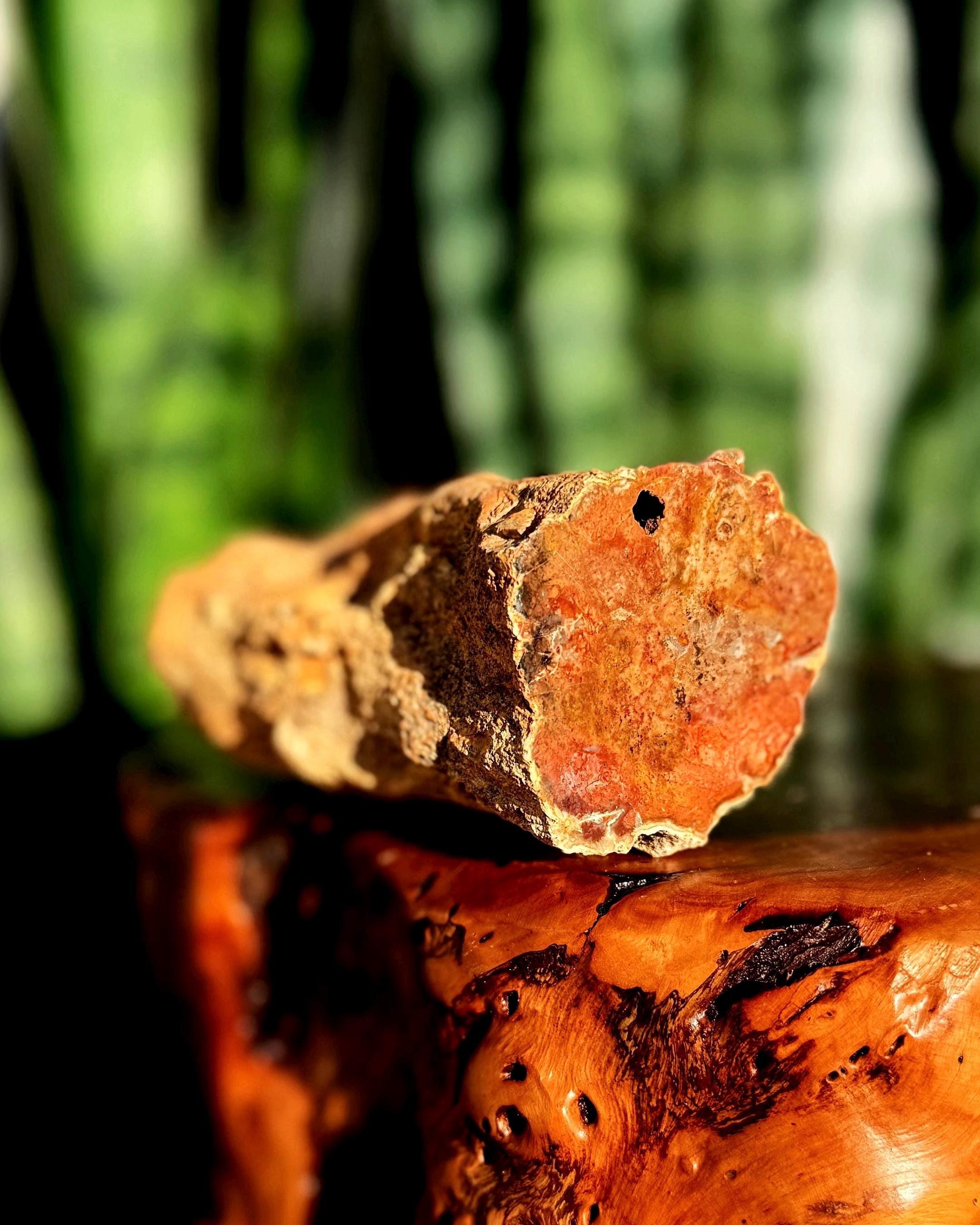 Petrified Wood Specimen - For Grounding & Balancing Energy - Root Chakra Stone