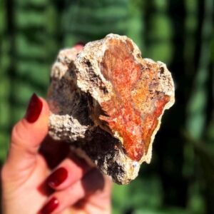 Petrified Wood Specimen - for Grounding & Balancing Energy - Root Chakra Stone Petrified Wood Specimen - for Grounding & Balancing Energy - Root Chakra Stone