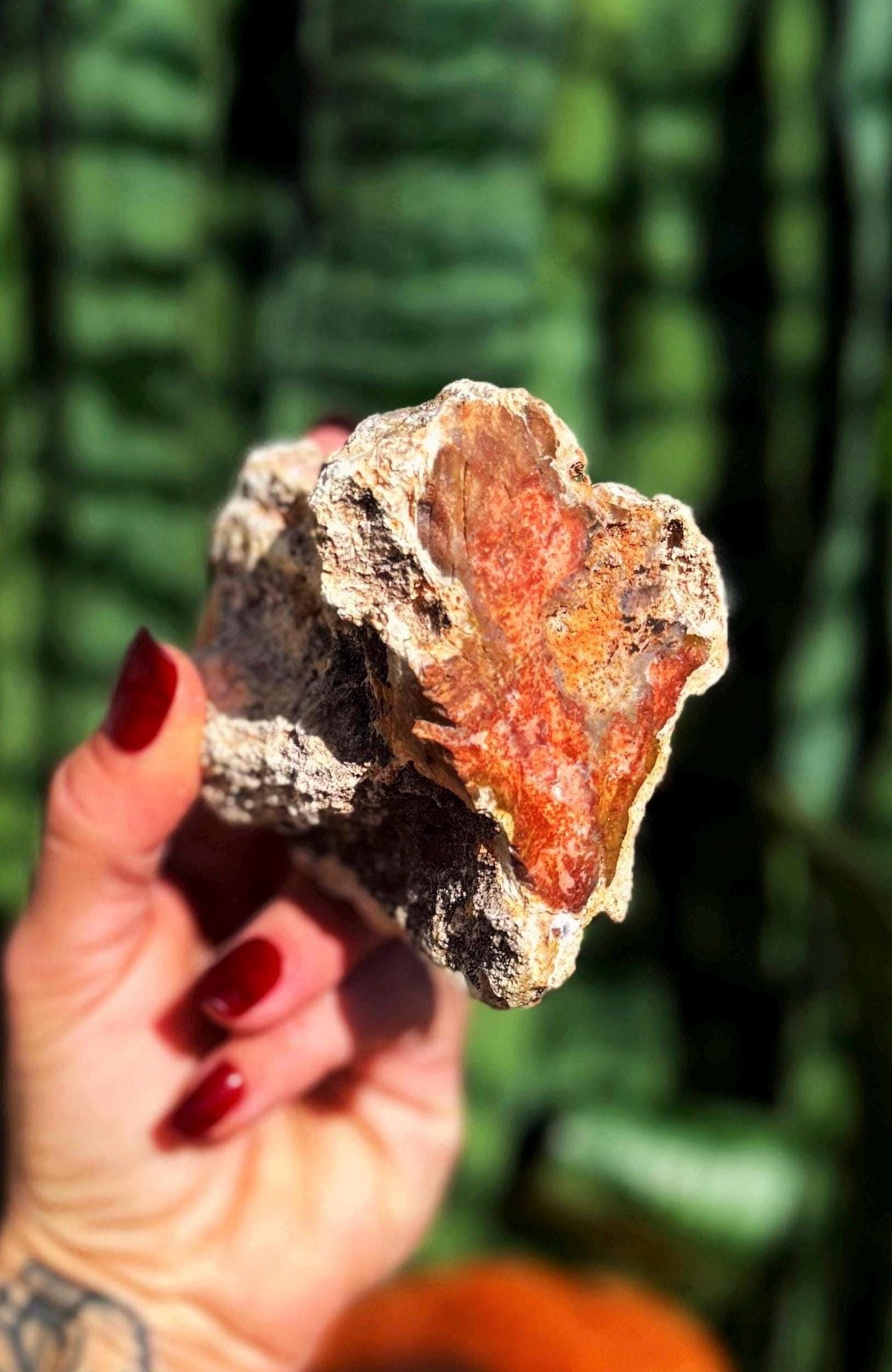 Petrified Wood Specimen - For Grounding & Balancing Energy - Root Chakra Stone Petrified Wood Specimen - For Grounding & Balancing Energy - Root Chakra Stone