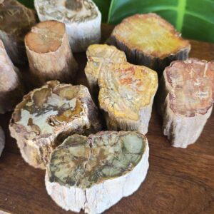 Petrified Wood Stump, Natural Fossilized Wood Specimen