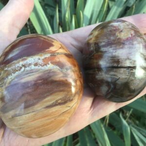 Petrified Wood Fossil Palm Stone 2.5”