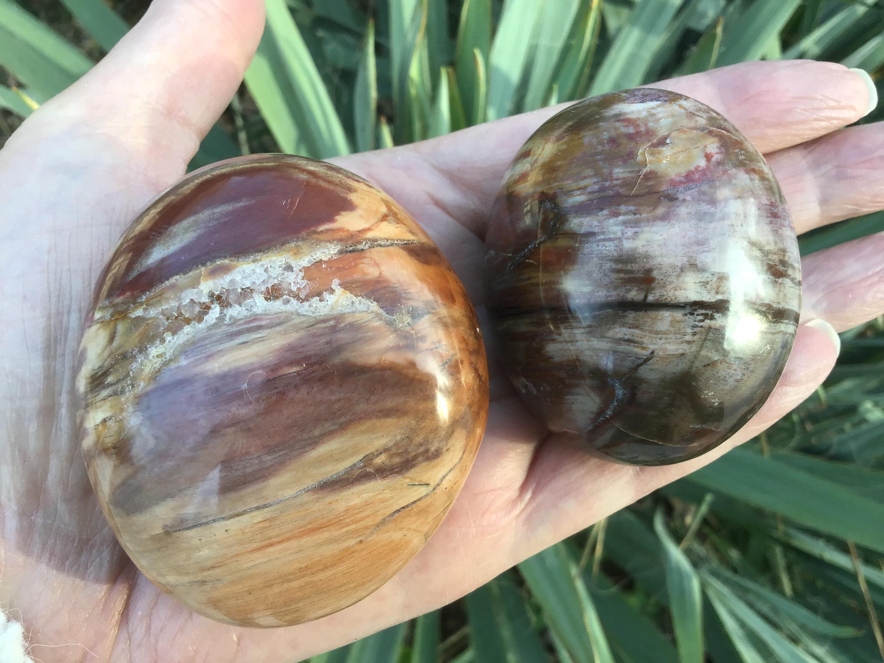 Petrified Wood Fossil Palm Stone 2.5” Petrified Wood Fossil Palm Stone 2.5”