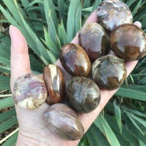 Petrified Wood Fossil Palm Stone 1.5”-1.75” Petrified Wood Fossil Palm Stone 1.5”-1.75”