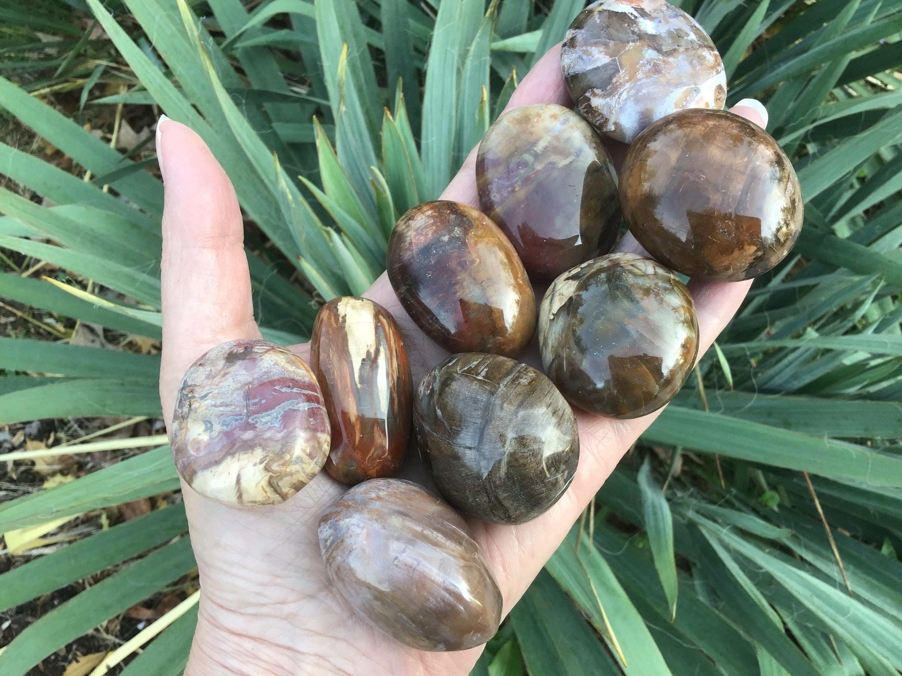 Petrified Wood Fossil Palm Stone 1.5”-1.75”