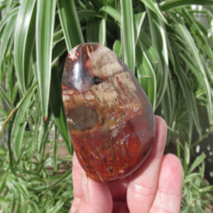 Petrified Wood Grade A Palm Stone, Natural Podocarpus Wood from Madagascar Petrified Wood Grade A Palm Stone, Natural Podocarpus Wood from Madagascar