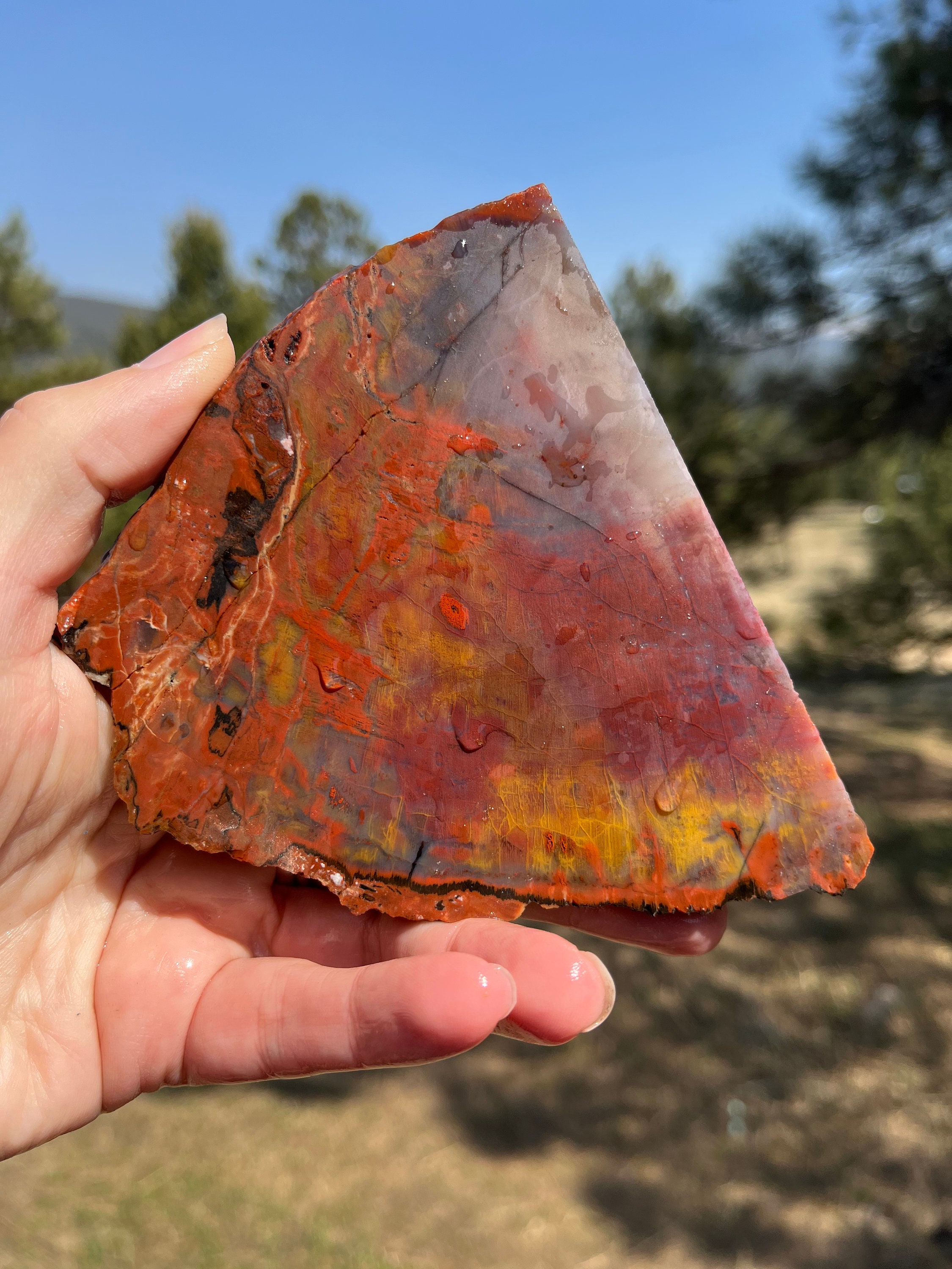 Petrified Wood Lapidary Slab Natural Stone Supplies