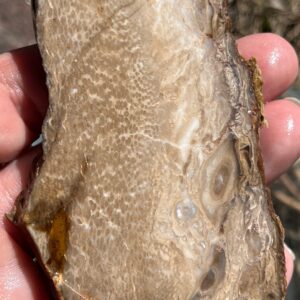 Petrified Wood Lapidary Slab natural stone supplies Petrified Wood Lapidary Slab natural stone supplies
