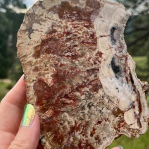 Petrified Wood Lapidary Slab natural stone supplies large Petrified Wood Lapidary Slab natural stone supplies large