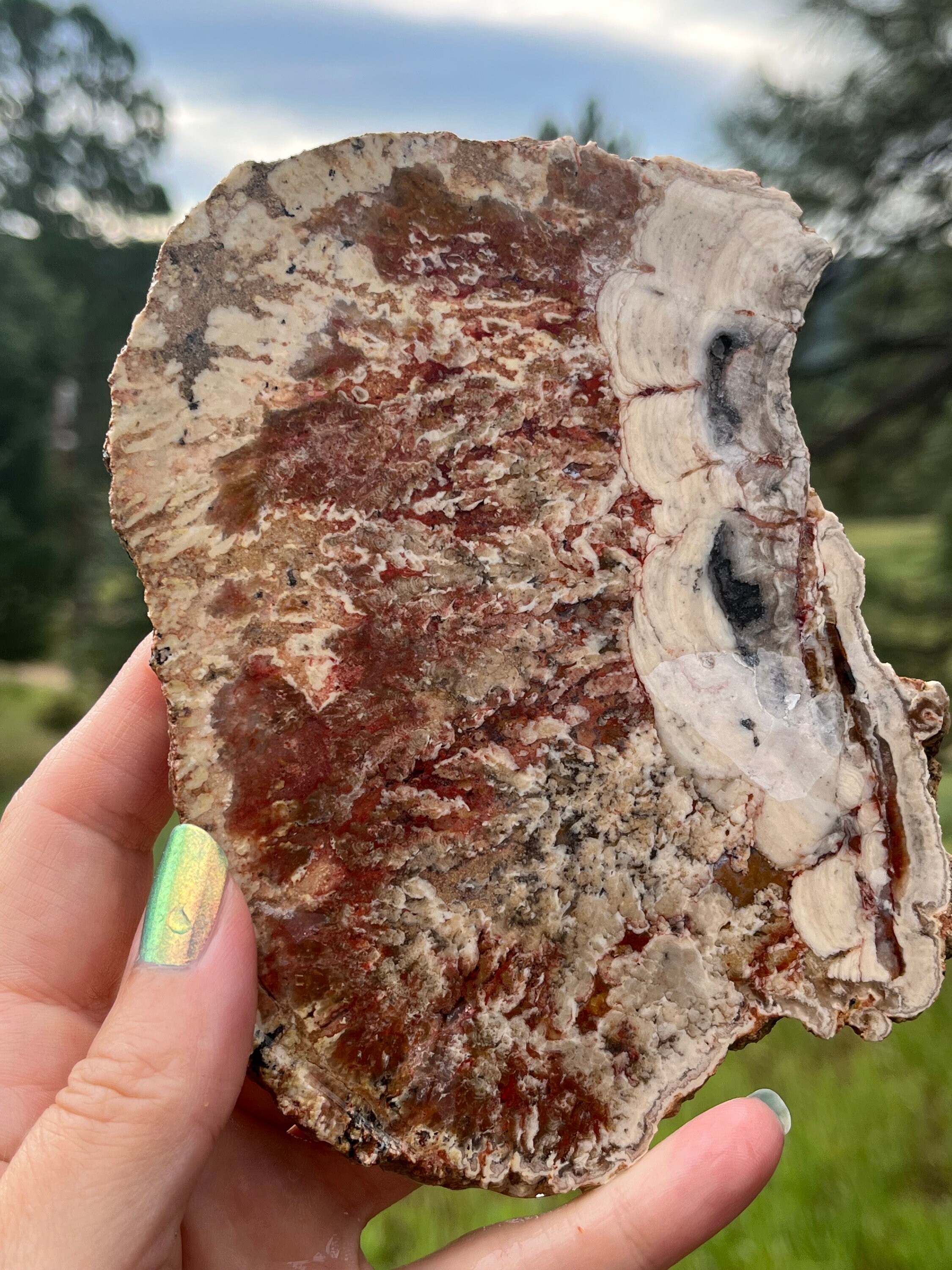 Petrified Wood Lapidary Slab Natural Stone Supplies Large