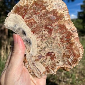 Petrified Wood Lapidary Slab Natural Stone Supplies Large