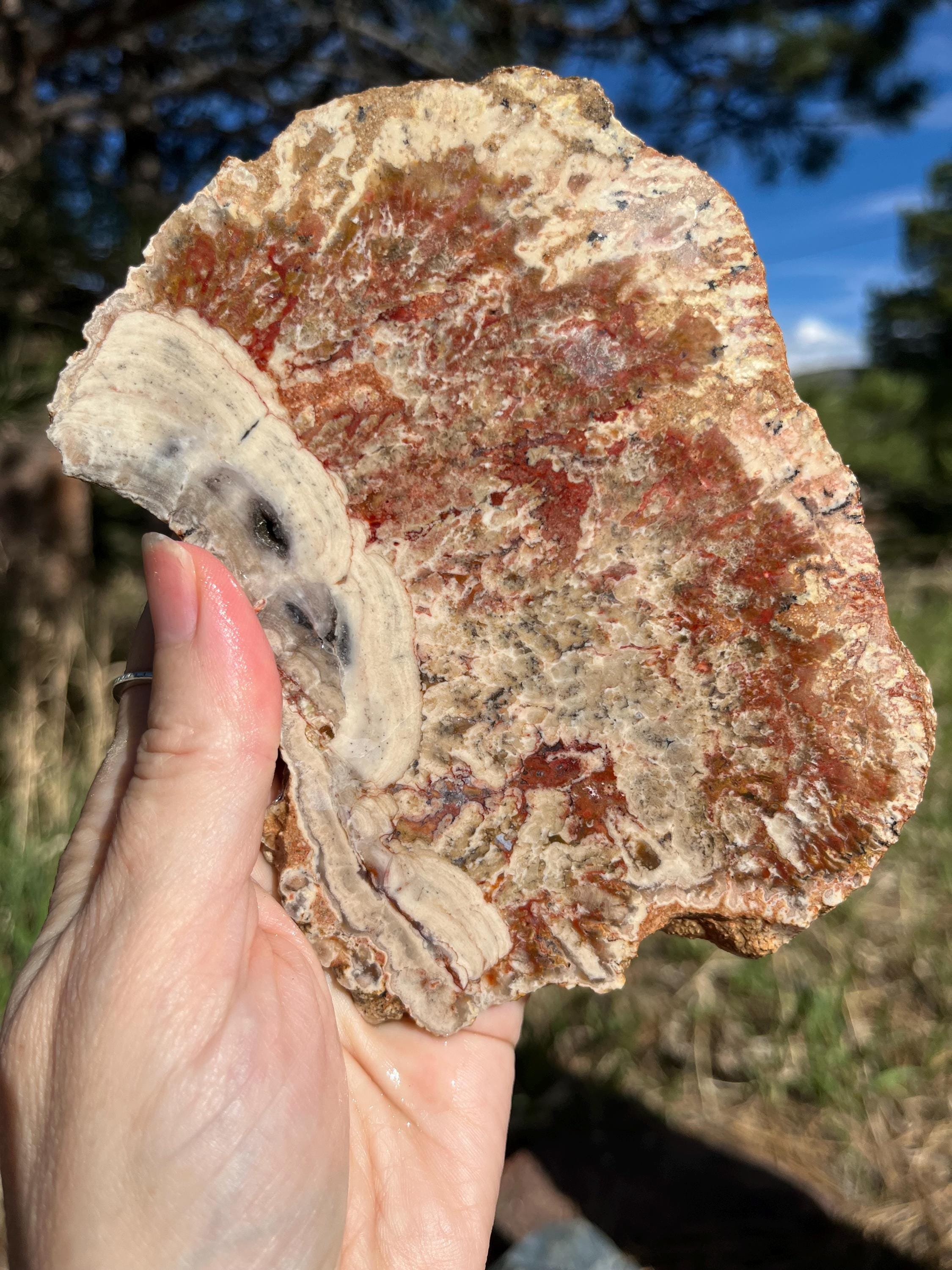 Petrified Wood Lapidary Slab Natural Stone Supplies Large