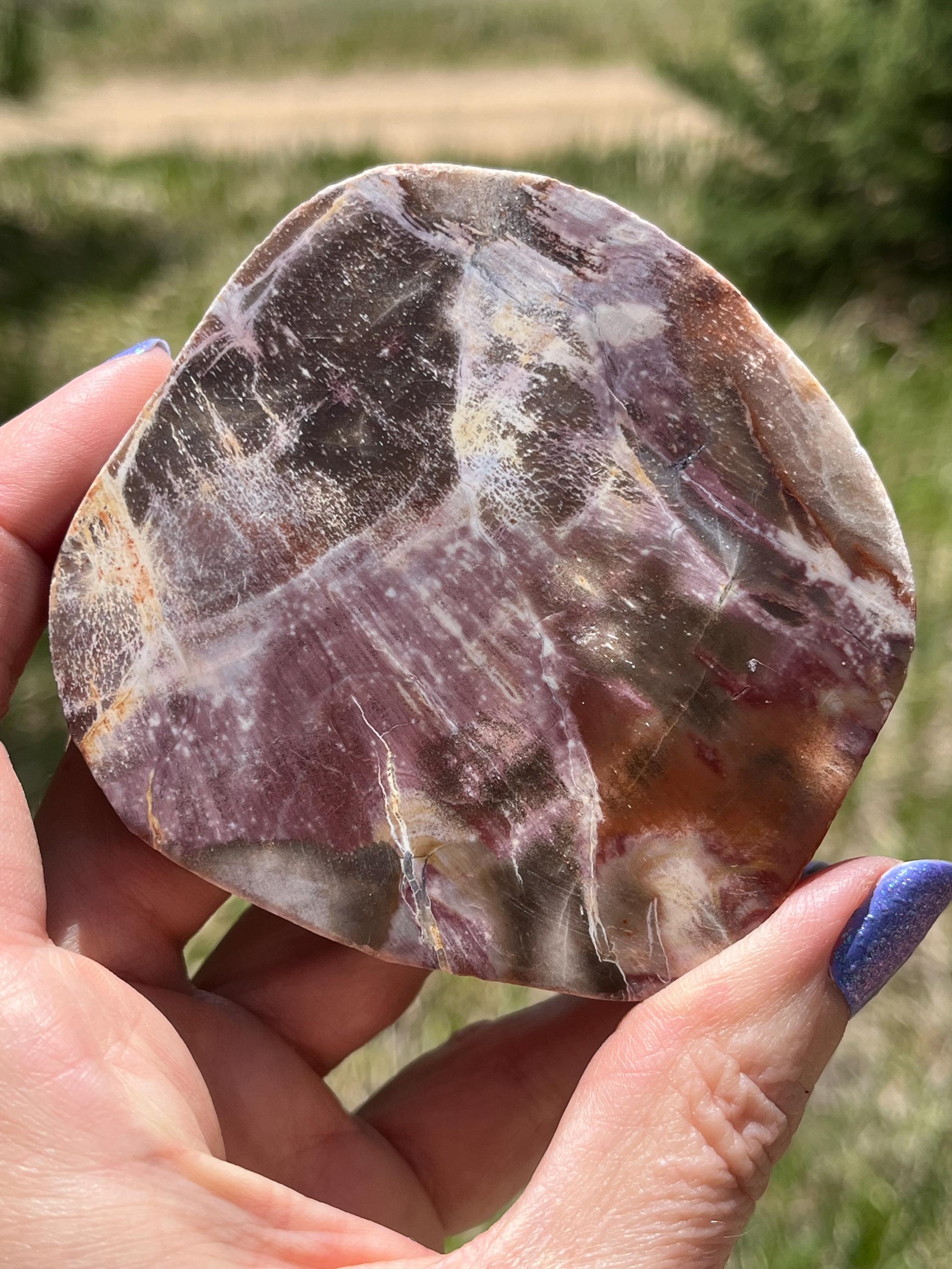 Petrified Wood Lapidary Slab Natural Stone Polished