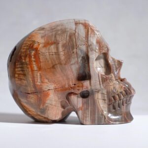 Large Petrified Wood Crystal Skull | Fossil Decor Large Petrified Wood Crystal Skull | Fossil Decor