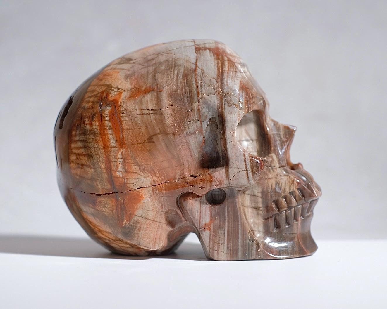 Large Petrified Wood Crystal Skull | Fossil Decor
