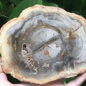 MADAGASCAR PETRIFIED WOOD Slab - Agatized Wood Crystal Charging Plate Charcuterie Board MADAGASCAR PETRIFIED WOOD Slab - Agatized Wood Crystal Charging Plate Charcuterie Board