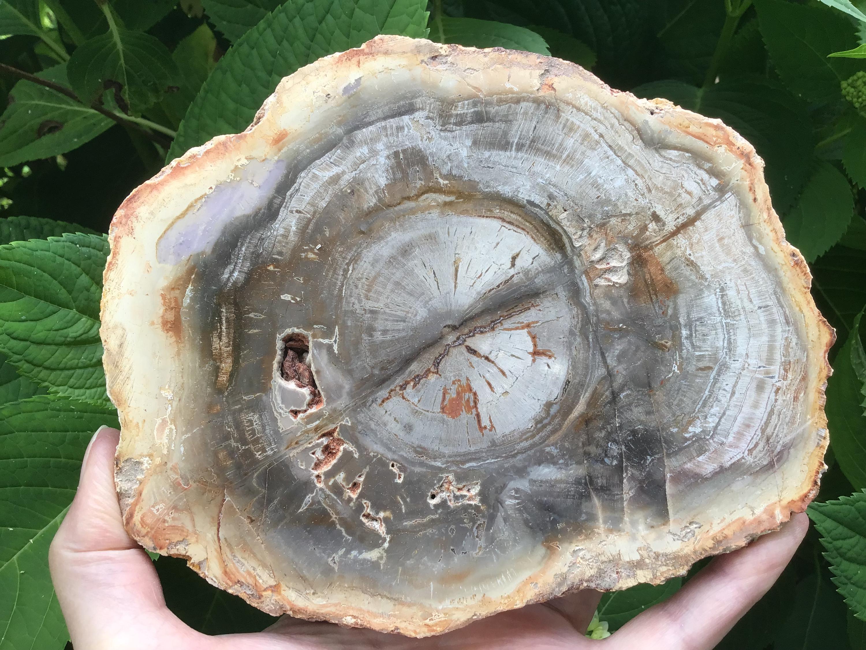 Madagascar Petrified Wood Slab - Agatized Wood Crystal Charging Plate Charcuterie Board