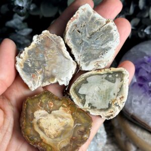 Petrified Wood Mini Slab, Wood Slice
