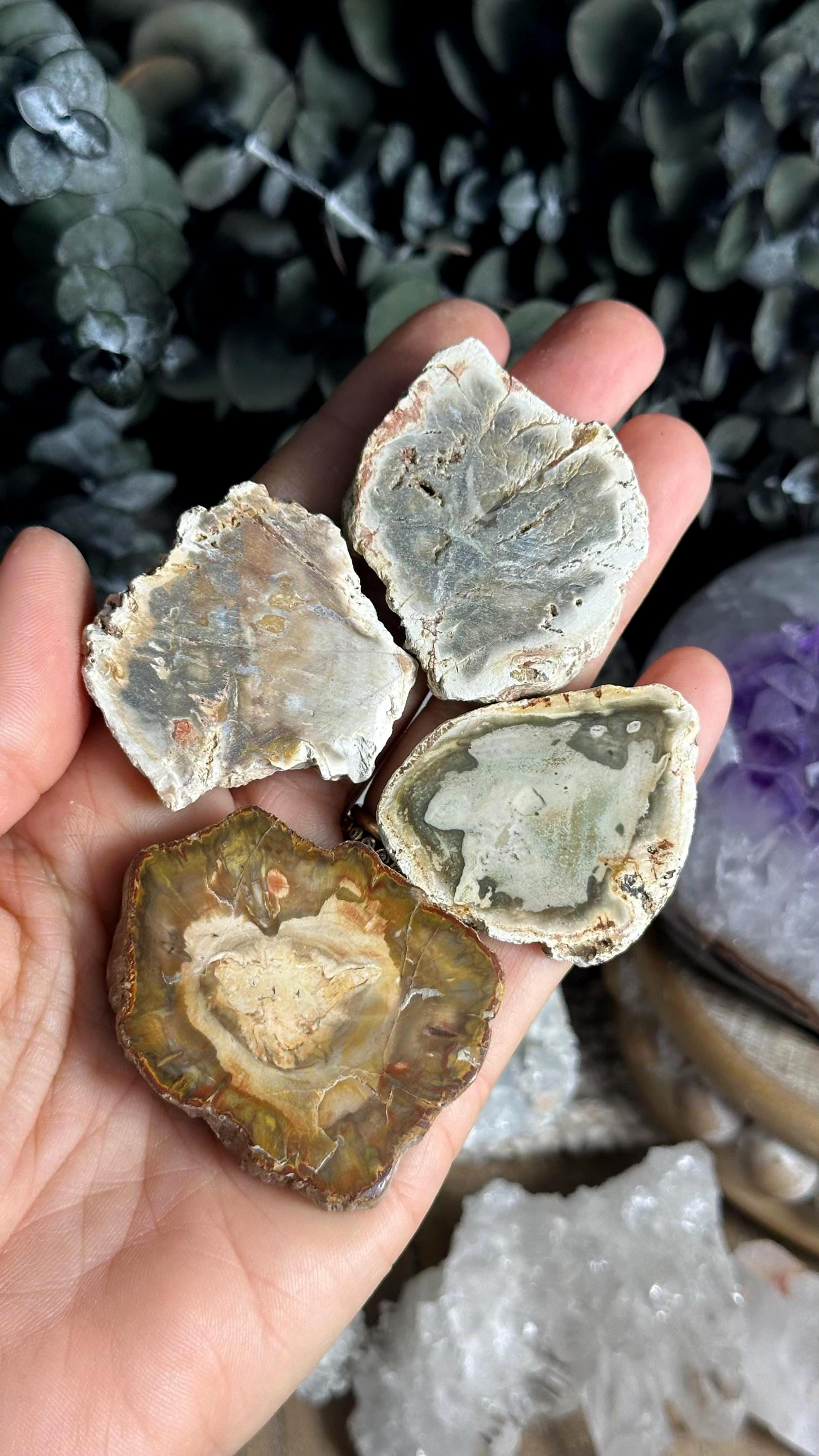 Petrified Wood Mini Slab, Wood Slice