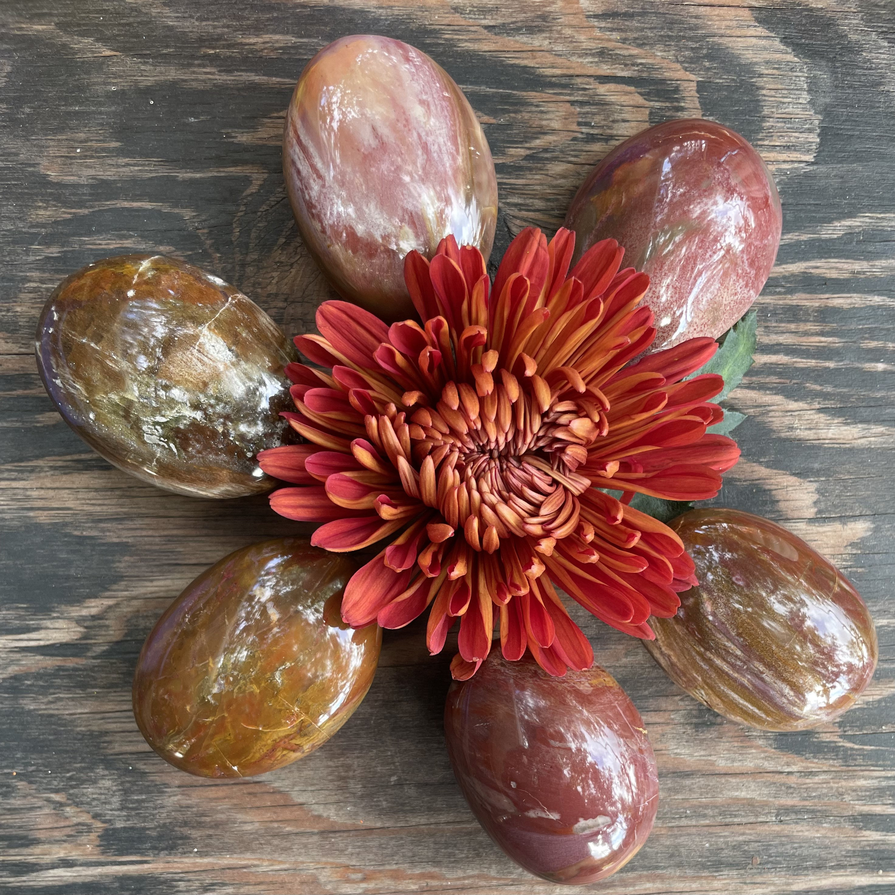 Petrified Wood, Petrified Wood Palm Stone, Qty. 1