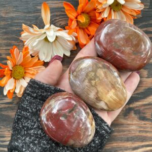 Petrified Wood, Petrified Wood Palm Stone, Qty. 1 Petrified Wood, Petrified Wood Palm Stone, Qty. 1