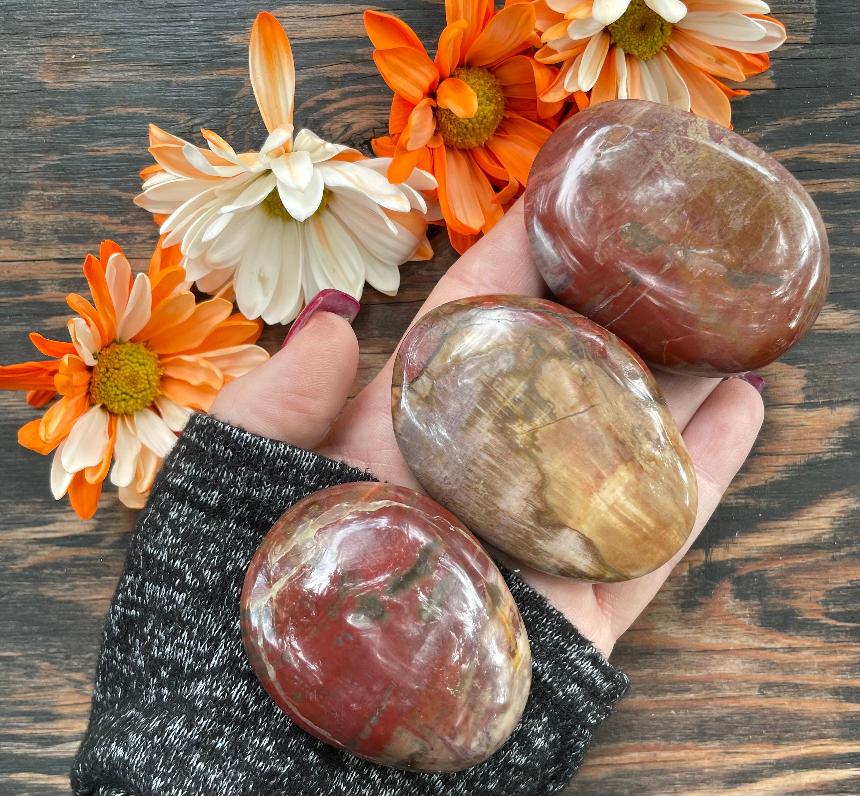 Petrified Wood, Petrified Wood Palm Stone, Qty. 1