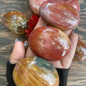 Petrified Wood, Petrified Wood Palm Stone, Qty. 1 Petrified Wood, Petrified Wood Palm Stone, Qty. 1