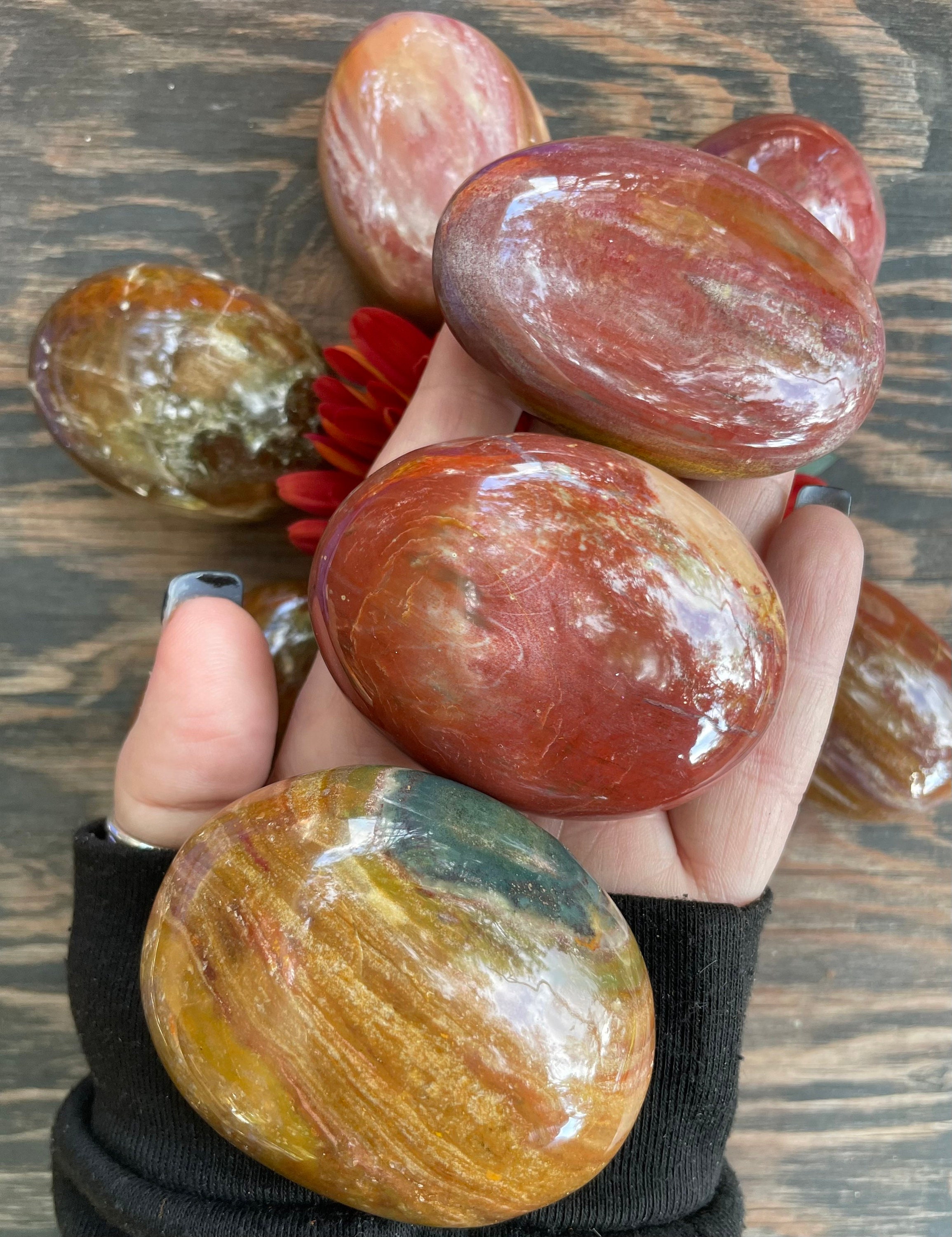 Petrified Wood, Petrified Wood Palm Stone, Qty. 1