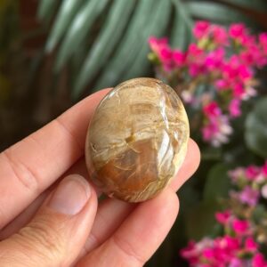 Petrified Wood Palmstone, Palm Stone , Root Chakra, Security, Grounding, Wisdom