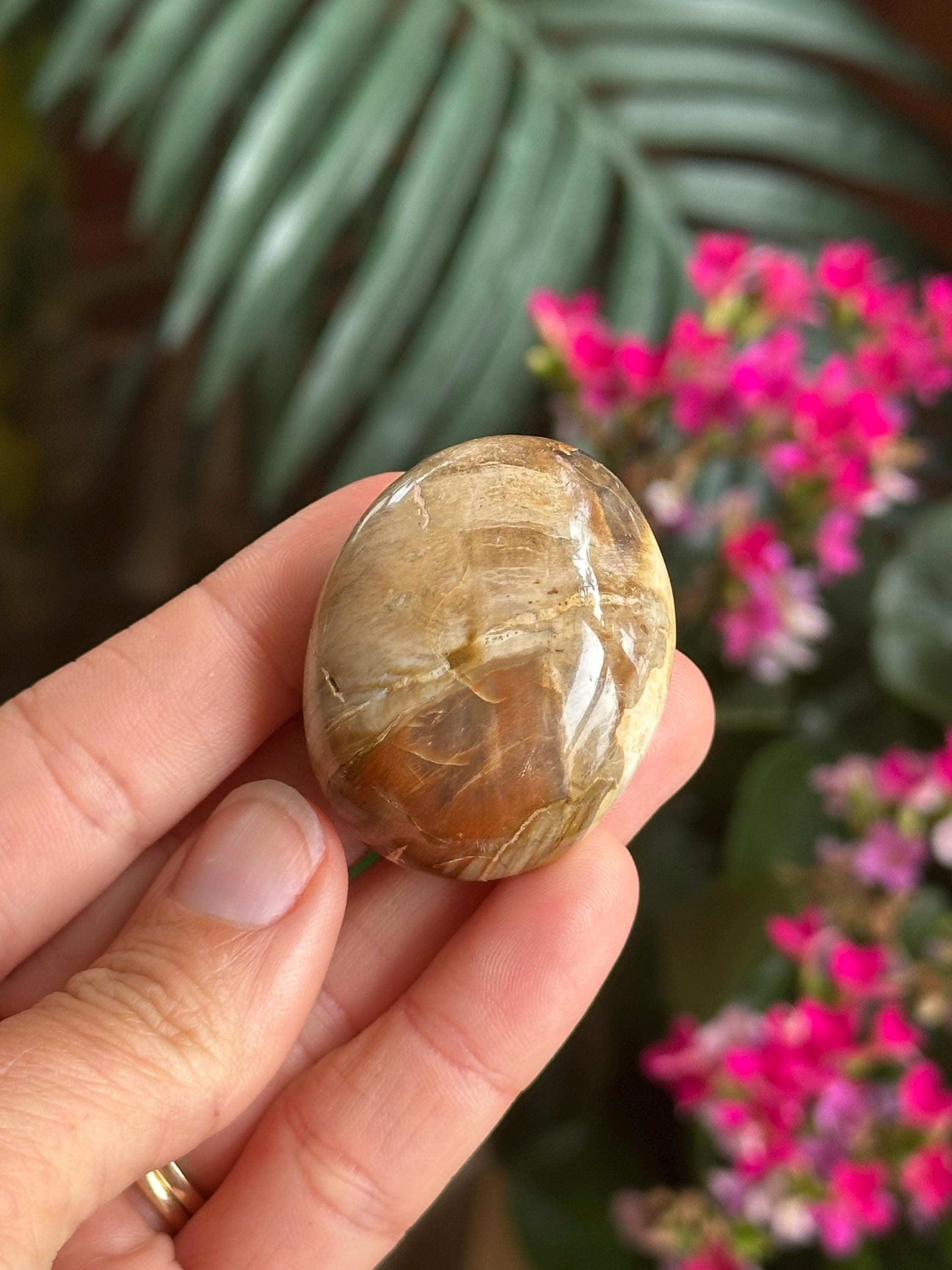 Petrified Wood Palmstone, Palm Stone , Root Chakra, Security, Grounding, Wisdom
