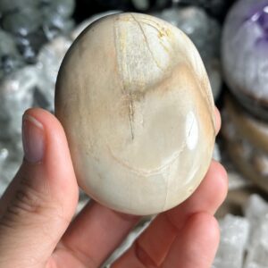 Petrified Wood Palmstone, Palm Stone , Root Chakra, Security, Grounding, Wisdom Petrified Wood Palmstone, Palm Stone , Root Chakra, Security, Grounding, Wisdom