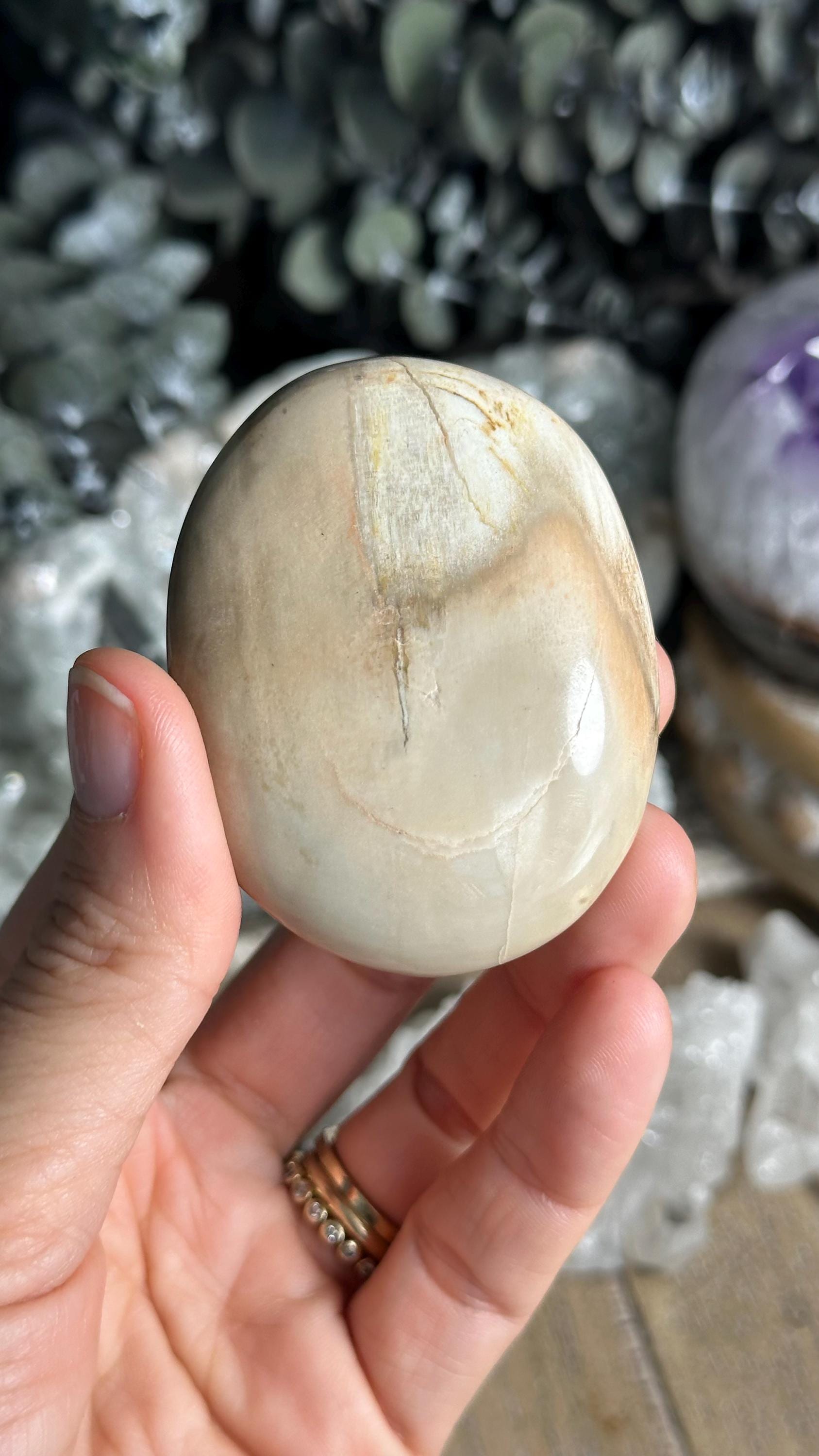 Petrified Wood Palmstone, Palm Stone , Root Chakra, Security, Grounding, Wisdom