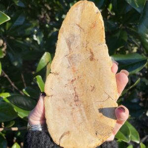 Petrified Wood, Petrified Wood Slab Petrified Wood, Petrified Wood Slab
