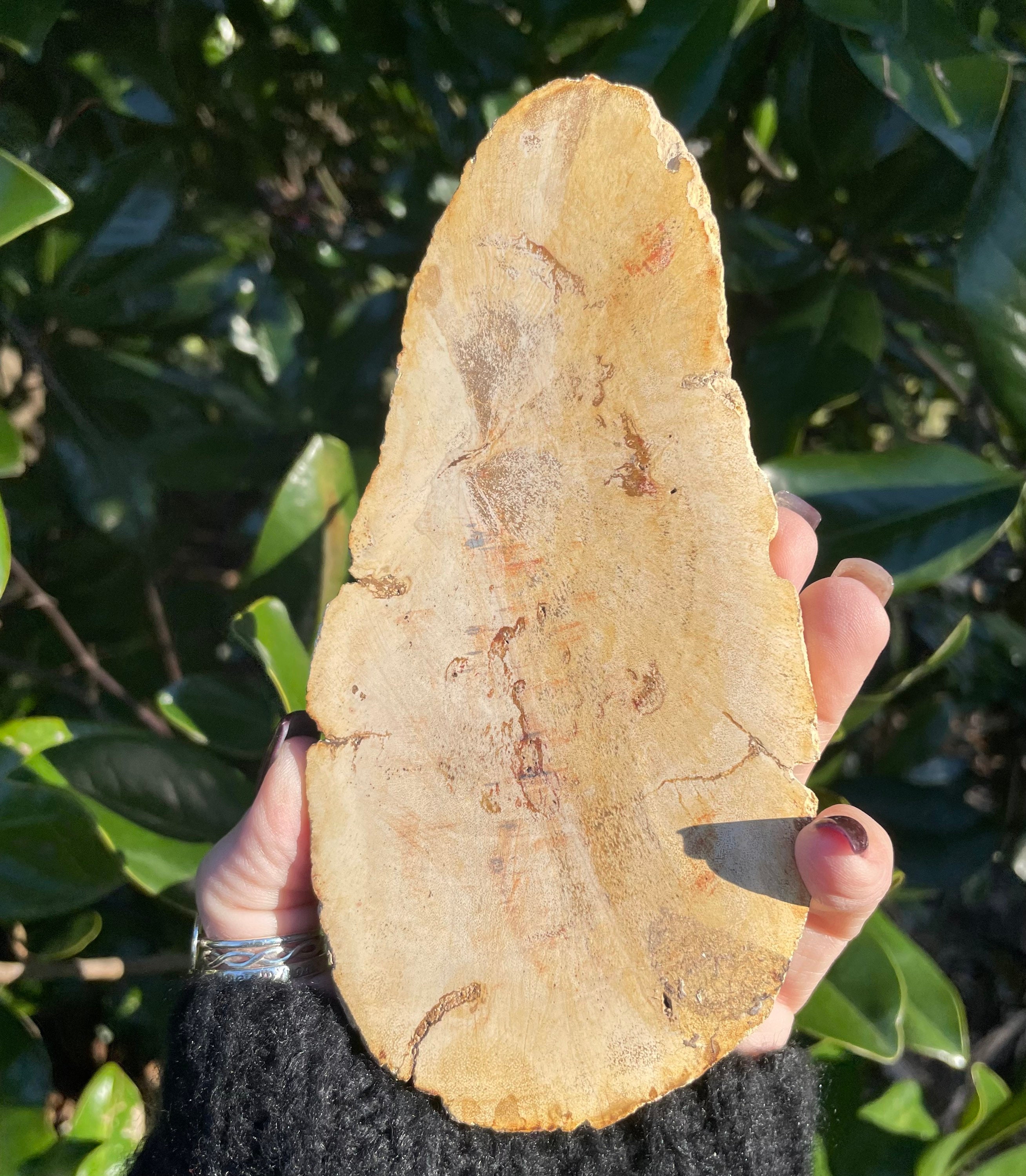 Petrified Wood, Petrified Wood Slab