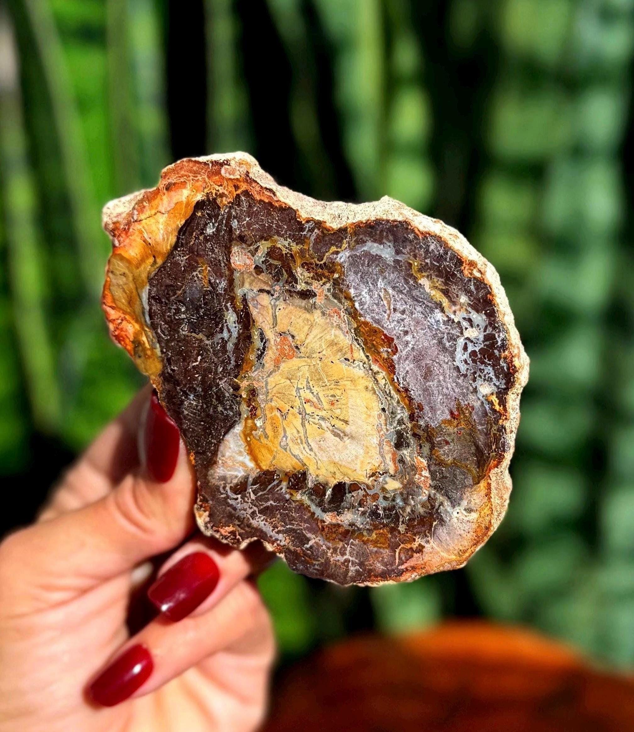Petrified Wood Slab - For Grounding & Balancing Energy