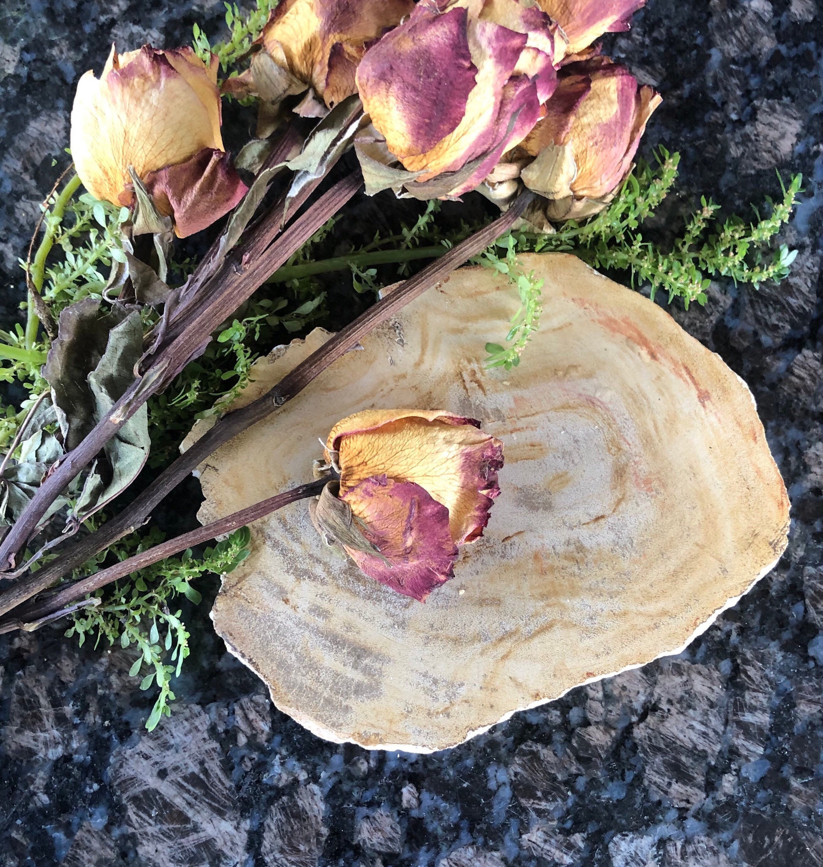 Petrified Wood, Petrified Wood Slab
