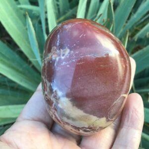 XL Chunky Petrified Wood Fossil Palm Stone 2.5” XL Chunky Petrified Wood Fossil Palm Stone 2.5”