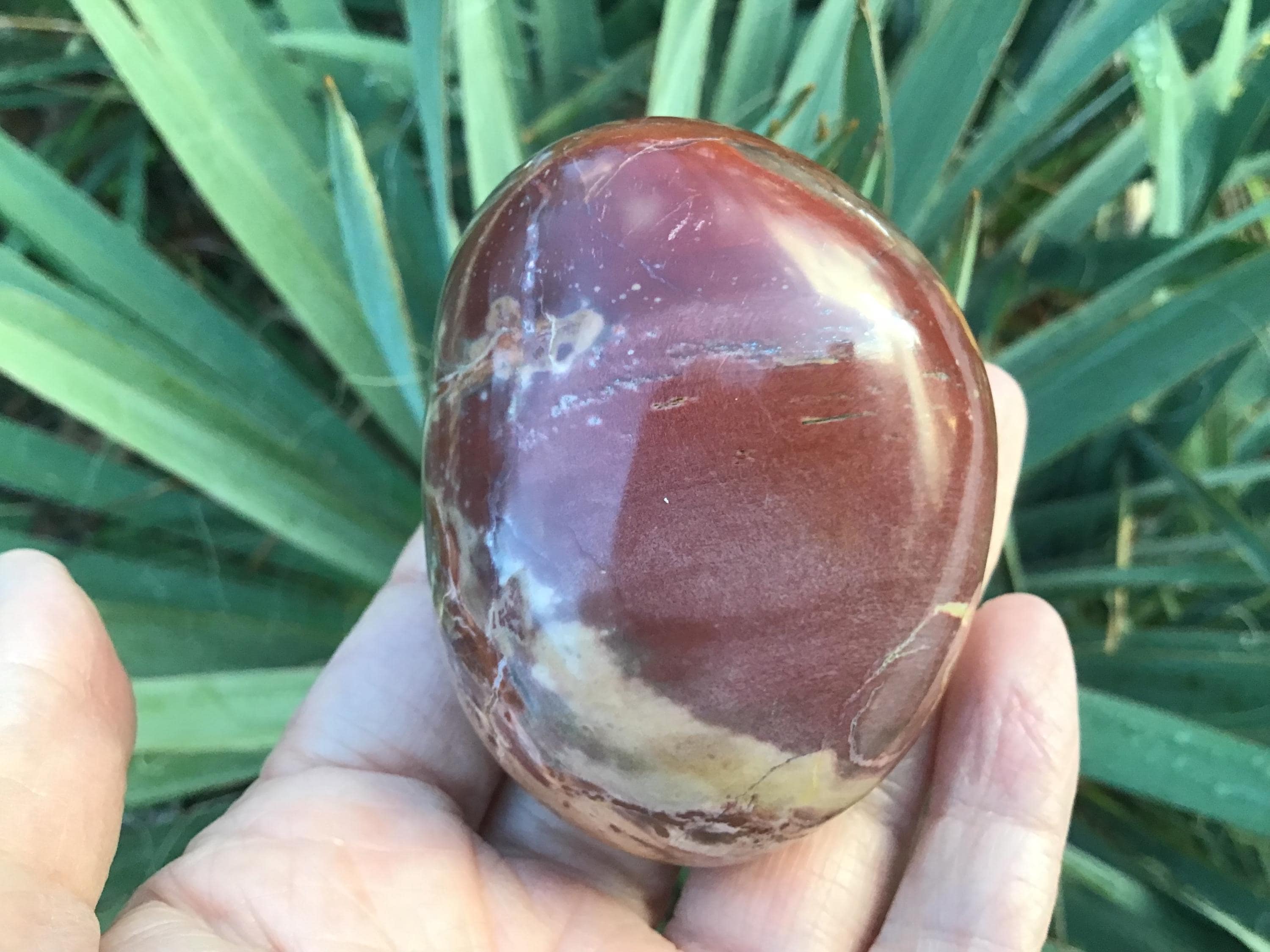 Xl Chunky Petrified Wood Fossil Palm Stone 2.5”
