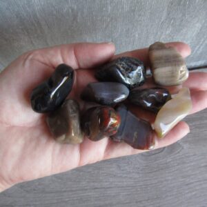 Petrified Wood 1 Inch + Tumbled Stone Petrified Wood 1 Inch + Tumbled Stone