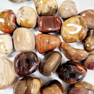 Petrified Wood Crystal Tumble Stone • Ethically Sourced Petrified Wood Crystal Tumble Stone • Ethically Sourced
