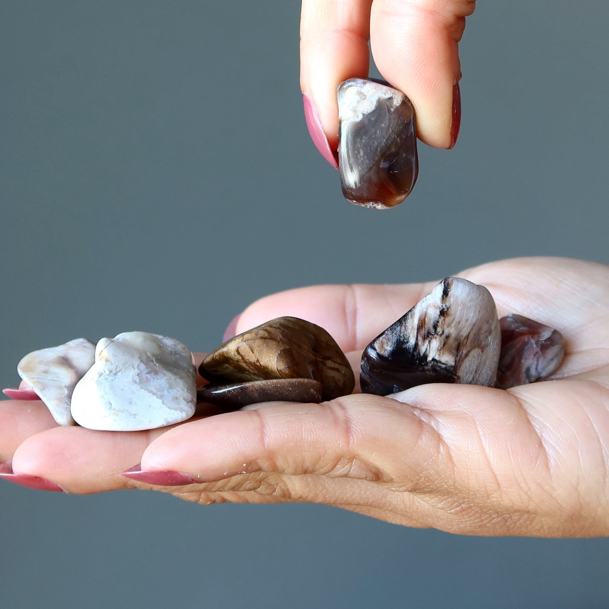 Petrified Wood Tumbled Stones Nature's Chocolate Healing Gems
