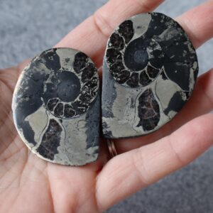 Ammonite - Fossil Specimen With Pyrite Ammonite - Fossil Specimen With Pyrite