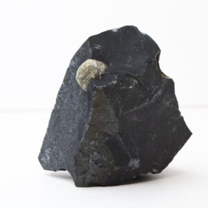 Pyrite Sphere In Shale